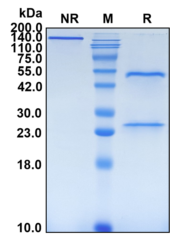 (Quetmolimab)Biosimilar Reference Antibody(CX3CL1)