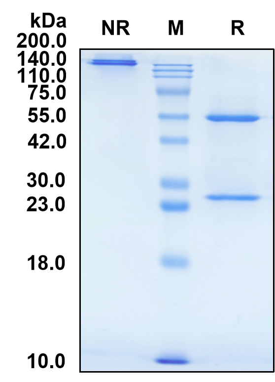 (Quisovalimab)Biosimilar Reference Antibody(TNFSF14/CD258)