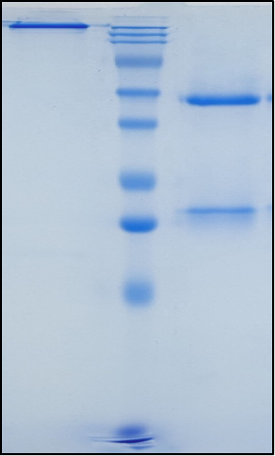 (Ralzapastotug)Biosimilar Reference Antibody(TIGIT/WUCAM/VSTM3)