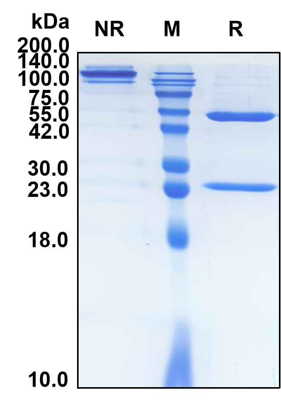 (Ramucirumab)Biosimilar Reference Antibody(KDR/CD309/VEGFR2)