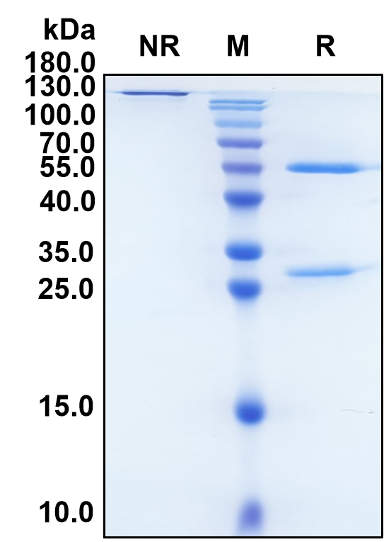 (Recaticimab)Biosimilar Reference Antibody(PCSK9)