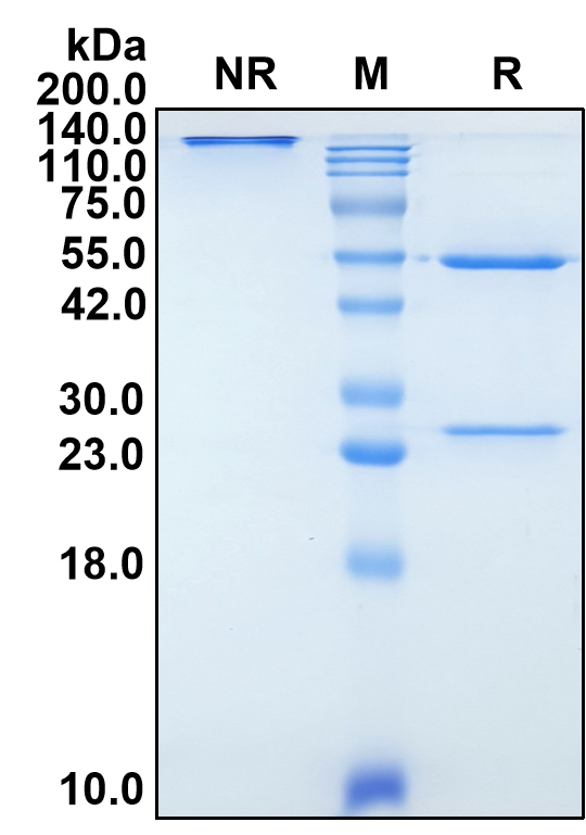 (Reflocibart)Biosimilar Reference Antibody(VEGFB)