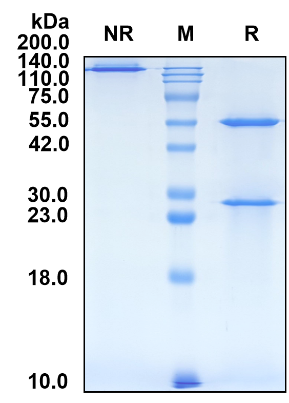 (Retifanlimab)Biosimilar Reference Antibody(PDCD1/CD279/PD1)