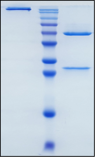 (Revdofilimab)Biosimilar Reference Antibody(TNFRSF4/CD134/OX40)