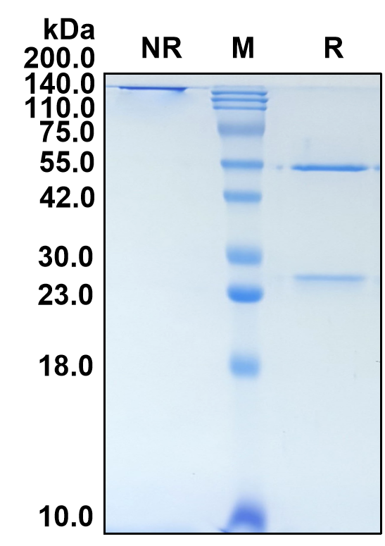 (Riliprubart)Biosimilar Reference Antibody(C1S)