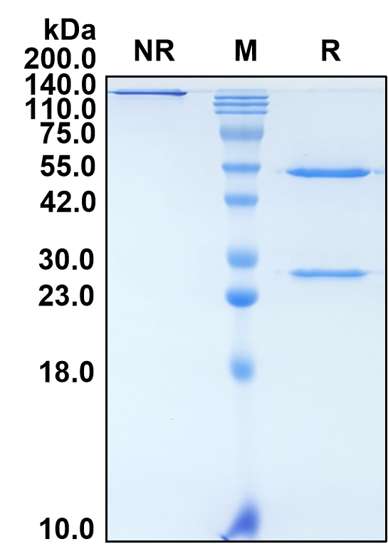 (Roconkibart)Biosimilar Reference Antibody(IL17A)