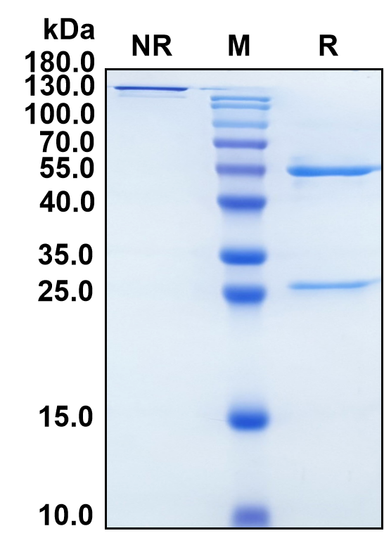 (Roledumab)Biosimilar Reference Antibody(RhD/CD240D/RhPI)