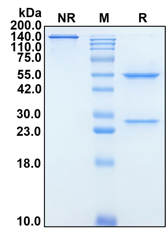 (Rolistobart)Biosimilar Reference Antibody(LILRB4/CD85K)