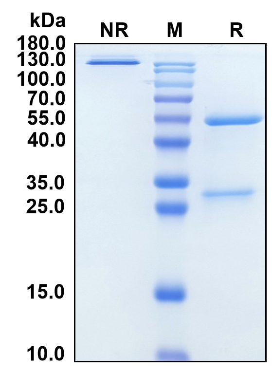 (Rosmantuzumab)Biosimilar Reference Antibody(RSPO3)
