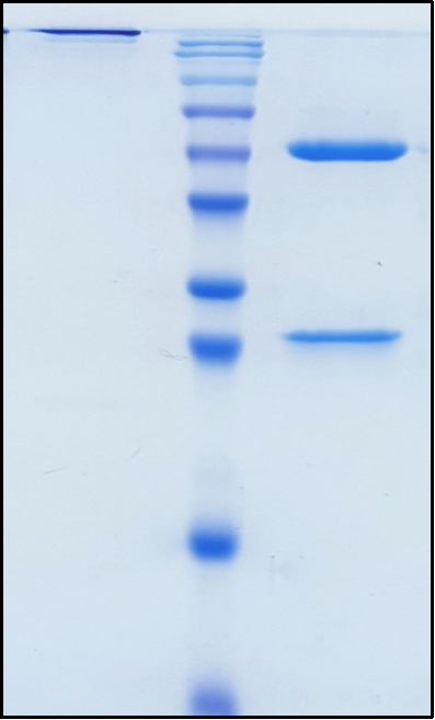 (Rosnilimab)Biosimilar Reference Antibody(PDCD1/CD279/PD1)