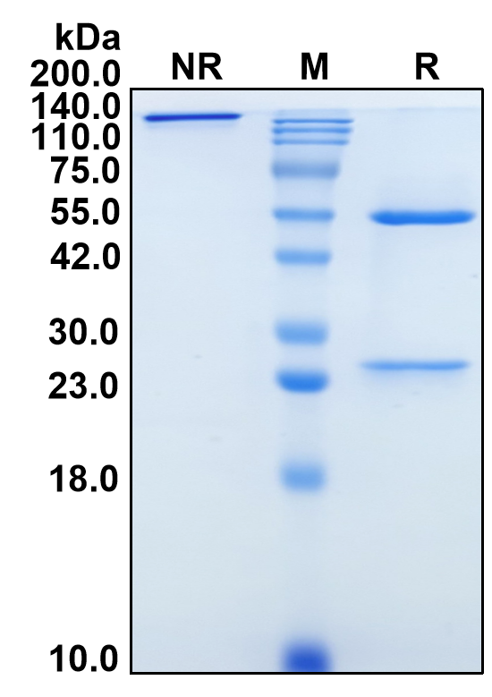 (Samrotamab)Biosimilar Reference Antibody(LRRC15)