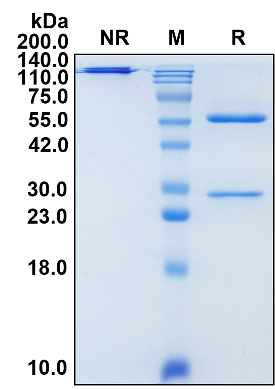 (Semzuvolimab)Biosimilar Reference Antibody(CD4)
