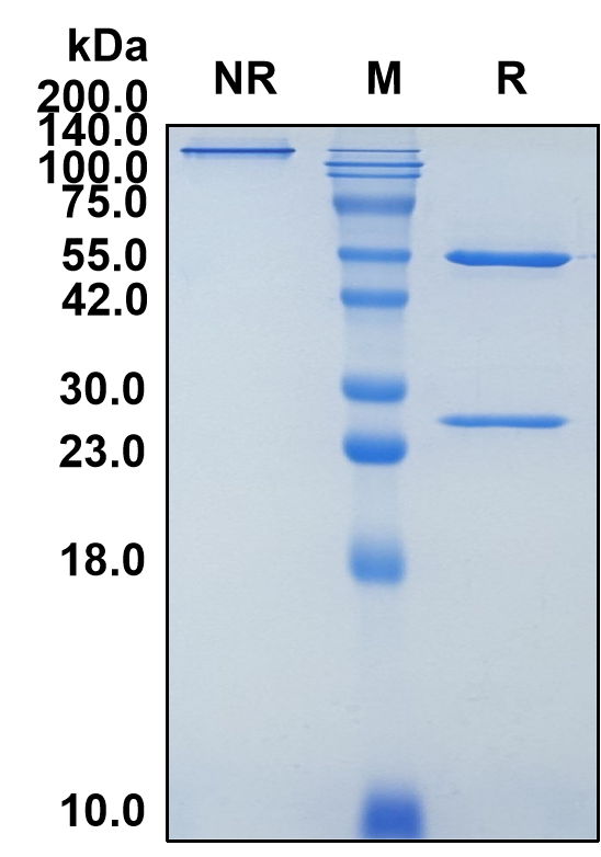 (Serclutamab)Biosimilar Reference Antibody(EGFR/ERBB1/HER1)(CAS NO:2140172-41-2)