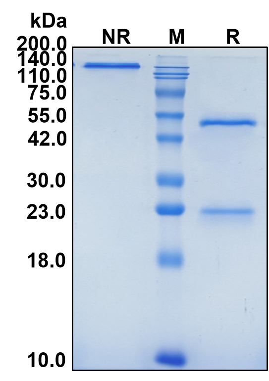 (Seribantumab)Biosimilar Reference Antibody(ERBB3/HER3)