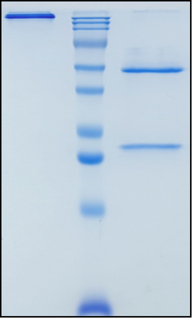 (Serplulimab)Biosimilar Reference Antibody(PDCD1/CD279/PD1)