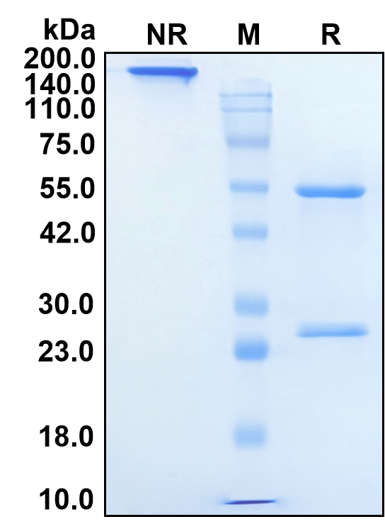 (Sifalimumab)Biosimilar Reference Antibody(IFNA1)