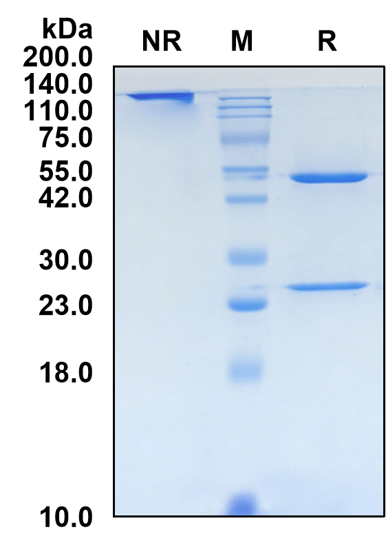 (Sigvotatug)Biosimilar Reference Antibody(ITGB6)