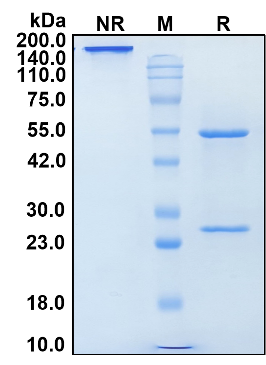 (Simlukafusp)Biosimilar Reference Antibody(FAP)