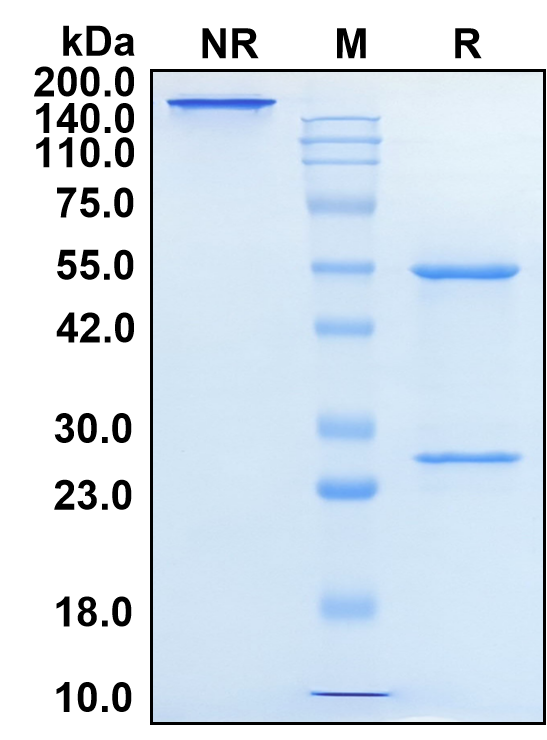 (Simtuzumab)Biosimilar Reference Antibody(LOXL2)