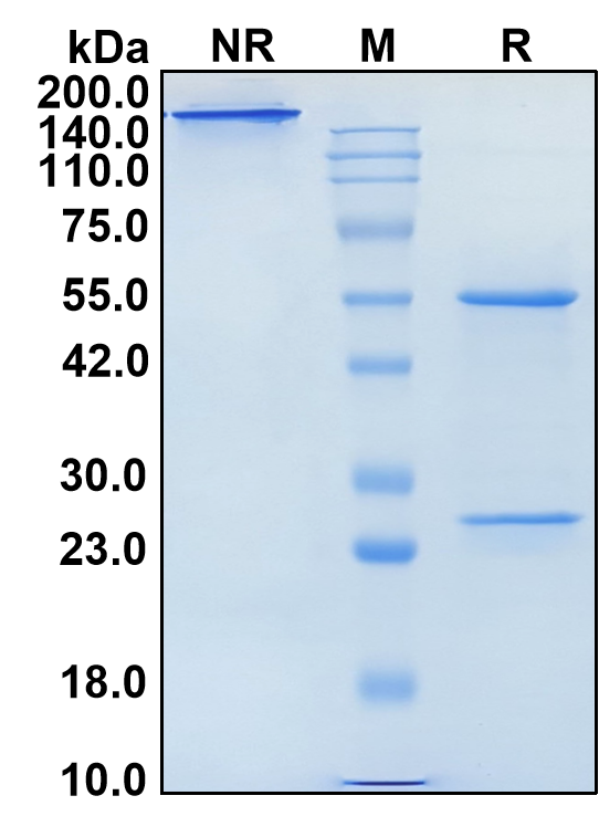(Sintilimab)Biosimilar Reference Antibody(PDCD1/CD279/PD1)