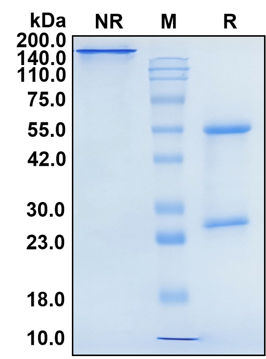 (Sirexatamab)Biosimilar Reference Antibody(DKK1)