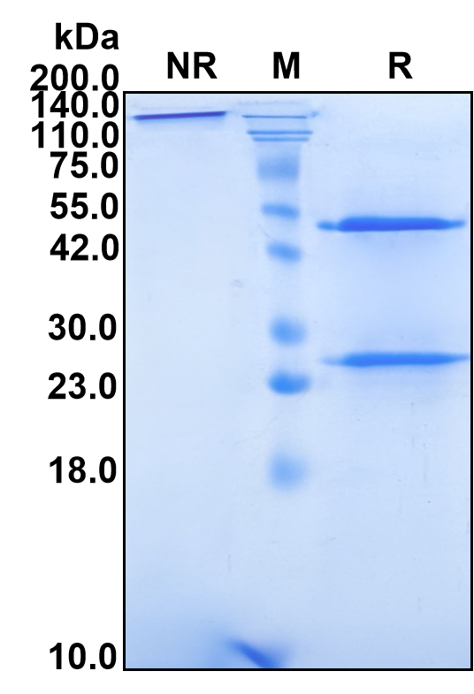 (Sirtratumab)Biosimilar Reference Antibody(SLITRK6)