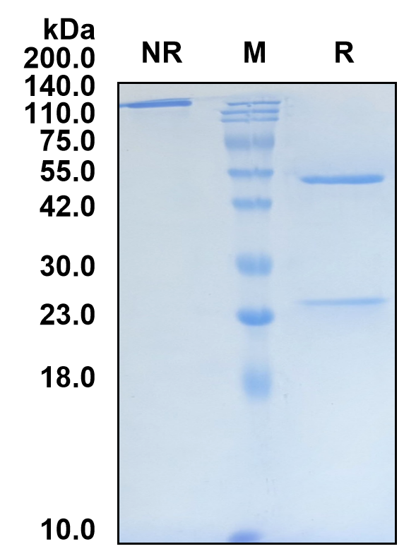 (Socazolimab)Biosimilar Reference Antibody(PDL1/CD274)