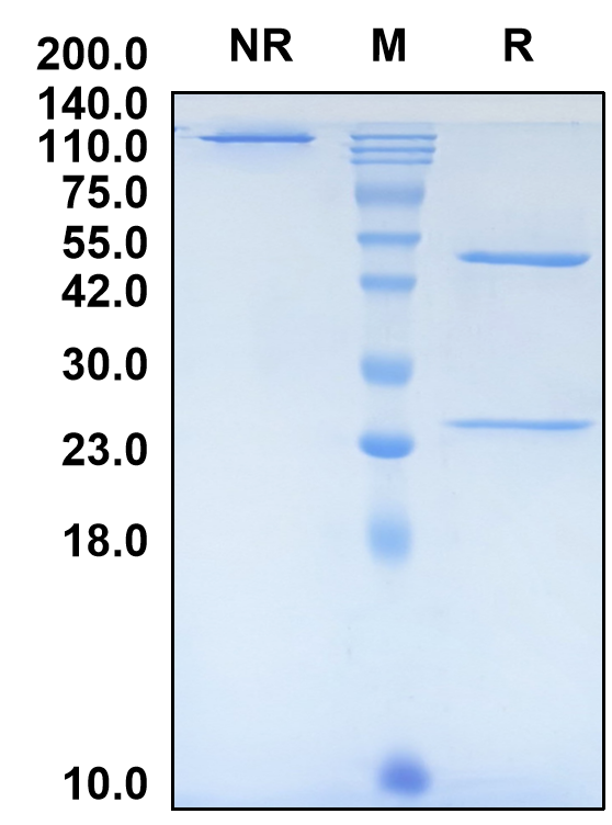 (Solrikitug)Biosimilar Reference Antibody(CRLF2)