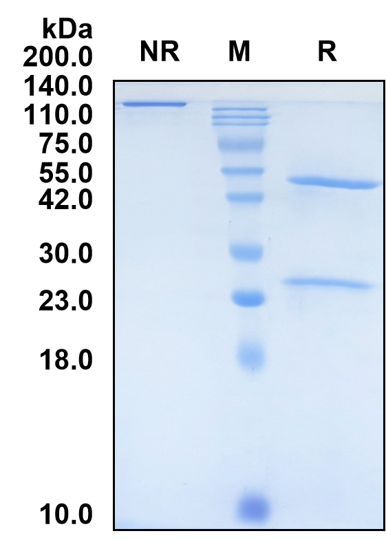 (Sotiburafusp)Biosimilar Reference Antibody(VEGFR-1)
