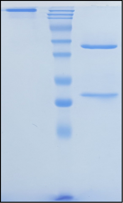 (Sotigalimab)Biosimilar Reference Antibody(TNFRSF5/CD40)