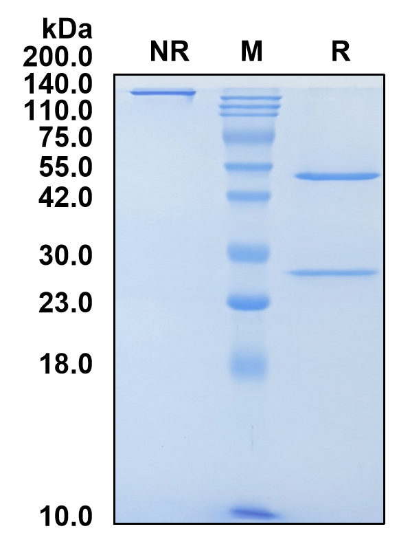 (Spartalizumab)Biosimilar Reference Antibody(PDCD1/CD279/PD1)
