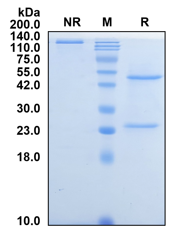 (Stapokibart)Biosimilar Reference Antibody(IL4R/CD124)