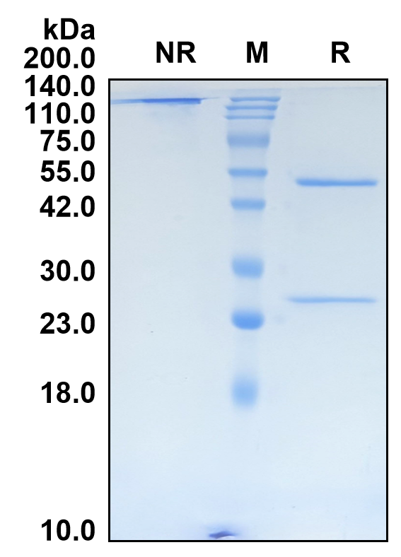(Suciraslimab)Biosimilar Reference Antibody(SIGLEC2/CD22)