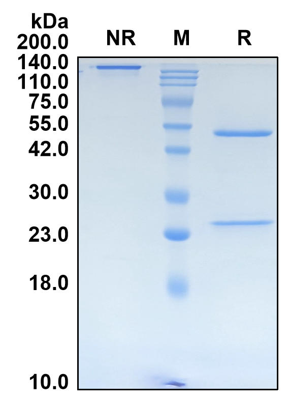 (Sudubrilimab)Biosimilar Reference Antibody(PDL1/CD274)
