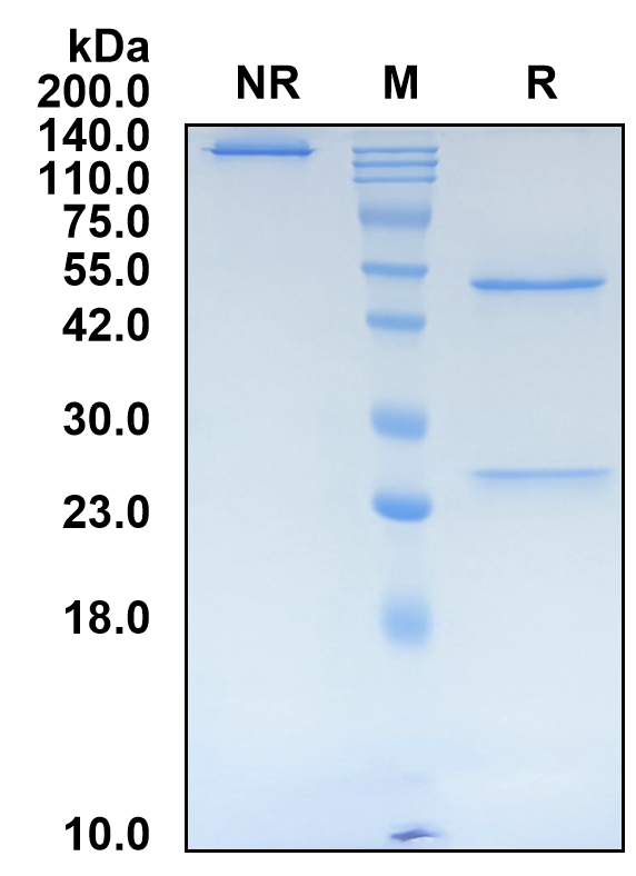 (Sugemalimab)Biosimilar Reference Antibody(PDL1/CD274)