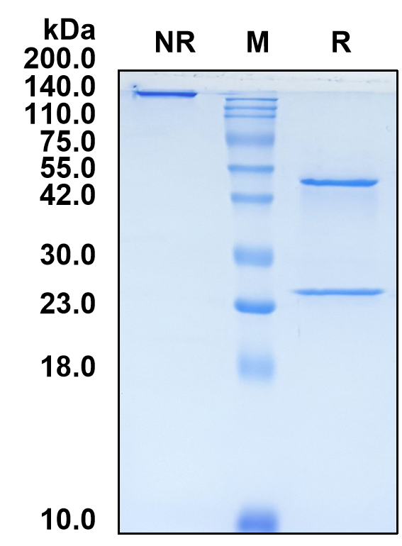 (Tacatuzumab)Biosimilar Reference Antibody(Alpha Ferroprotein)