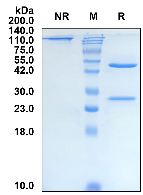 (Tagitanlimab)Biosimilar Reference Antibody(PDL1/CD274)