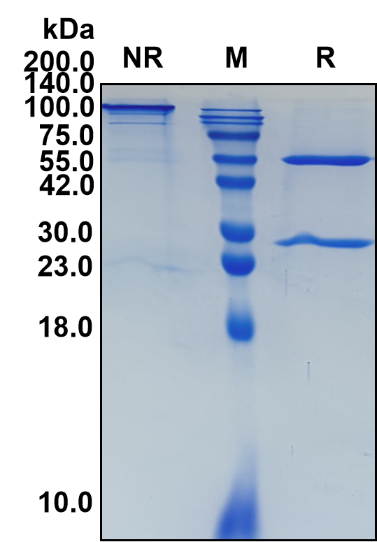 (Talacotuzumab)Biosimilar Reference Antibody(IL3RA/CD123)