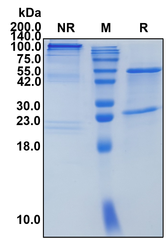 (Tavolimab)Biosimilar Reference Antibody(TNFSF4/CD134/CD252/OX40L)