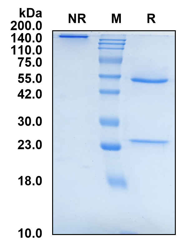 (Temelimab)Biosimilar Reference Antibody(MS-associated Retrovirus Envelope Protein)