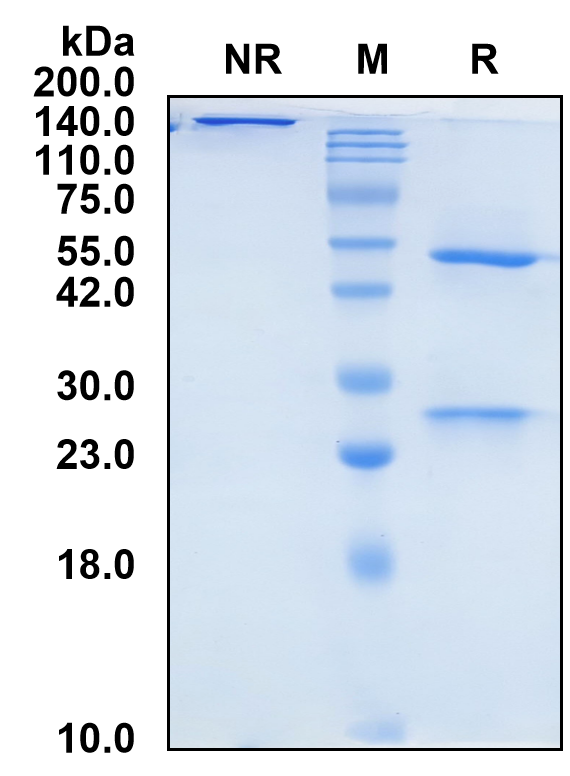 (Teneliximab)Biosimilar Reference Antibody(TNFRSF5/CD40)