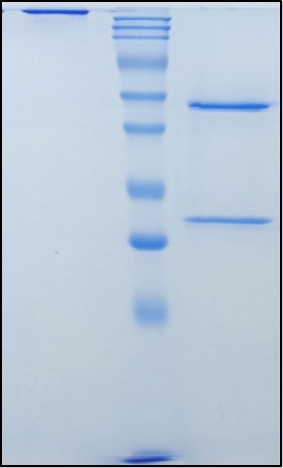 (Teprotumumab)Biosimilar Reference Antibody(IGF1R/CD221)