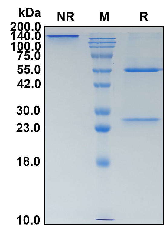 (Teropavimab)Biosimilar Reference Antibody(HIV-1 gp120 CD4bs)(CAS NO:2417213-72-8)