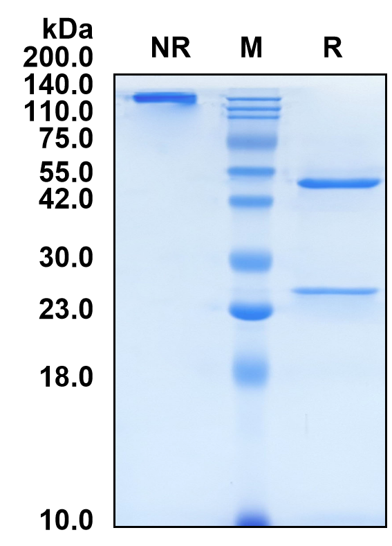 (Tesidolumab)Biosimilar Reference Antibody(C5)