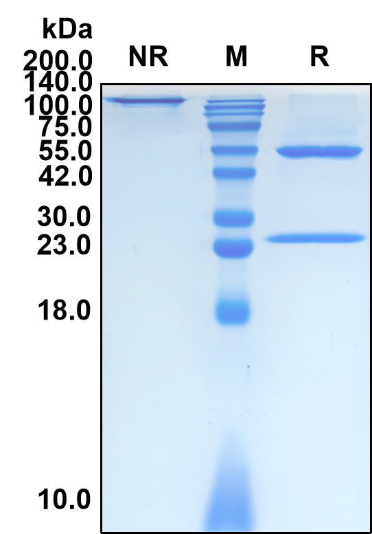 (Tesnatilimab)Biosimilar Reference Antibody(KLRK1)