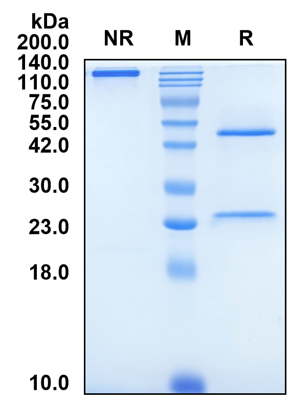 (Tilogotamab)Biosimilar Reference Antibody(TNFRSF10B/CD262/DR5/TRAILR2)