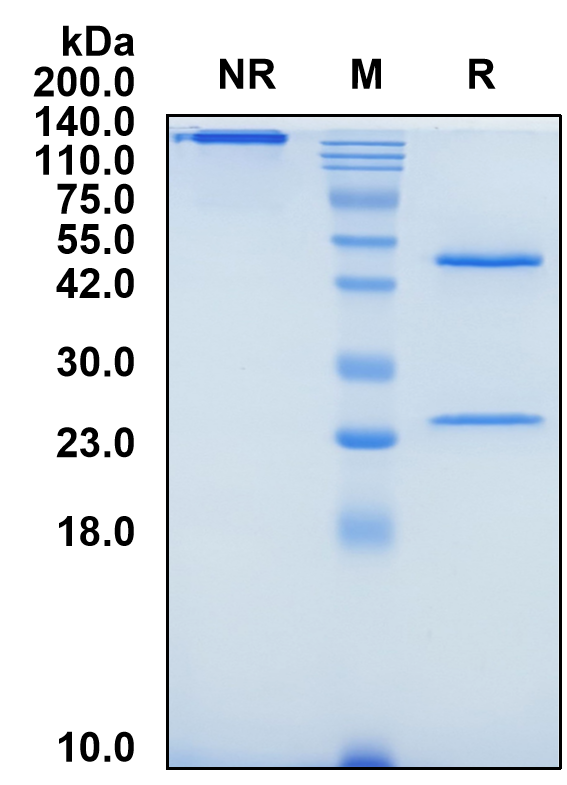 (Timolumab)Biosimilar Reference Antibody(AOC3/VAP1)