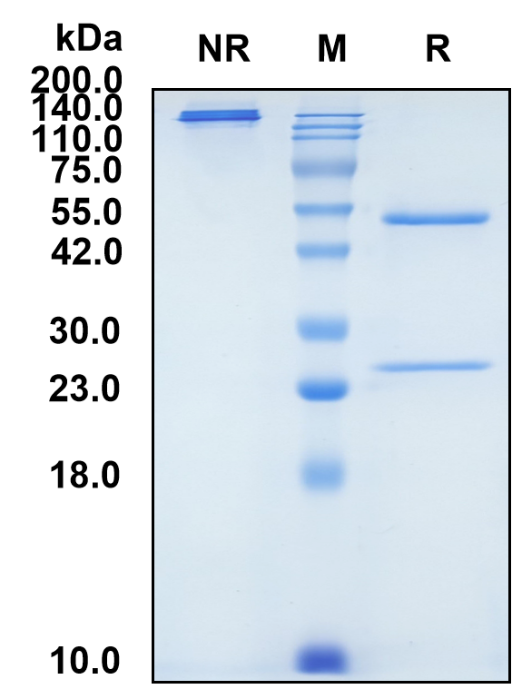 (Tinurilimab)Biosimilar Reference Antibody(CEACAM6/CD66c)