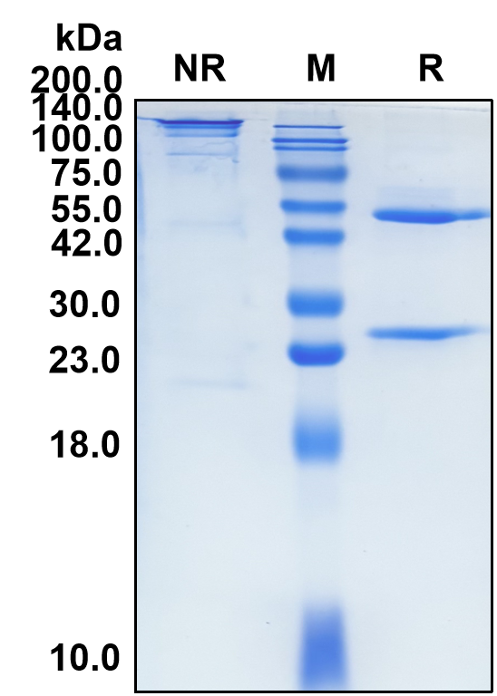 (Tiragolumab)Biosimilar Reference Antibody(TIGIT/WUCAM/VSTM3)