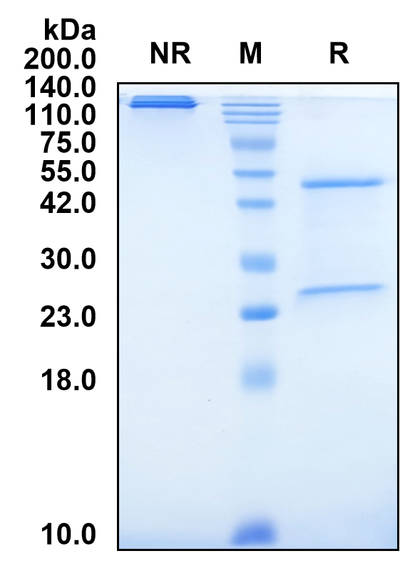(Tislelizumab)Biosimilar Reference Antibody(PDCD1/CD279/PD1)